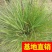 斑叶芒！农户价（数量足，价格优.质量好）欢迎各位老板采购