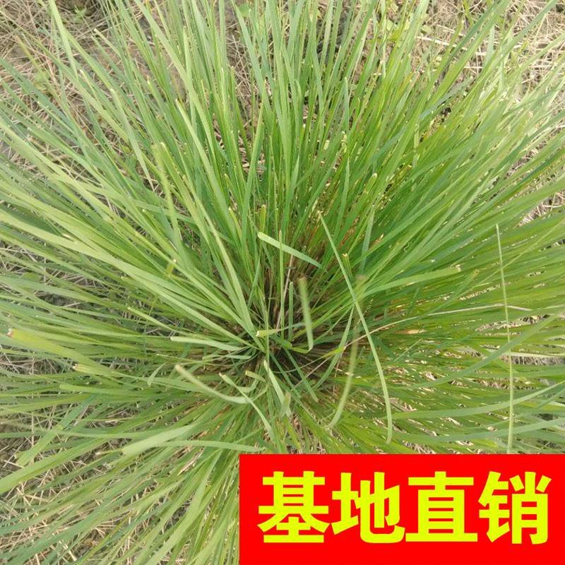 斑叶芒！农户价（数量足，价格优.质量好）欢迎各位老板采购