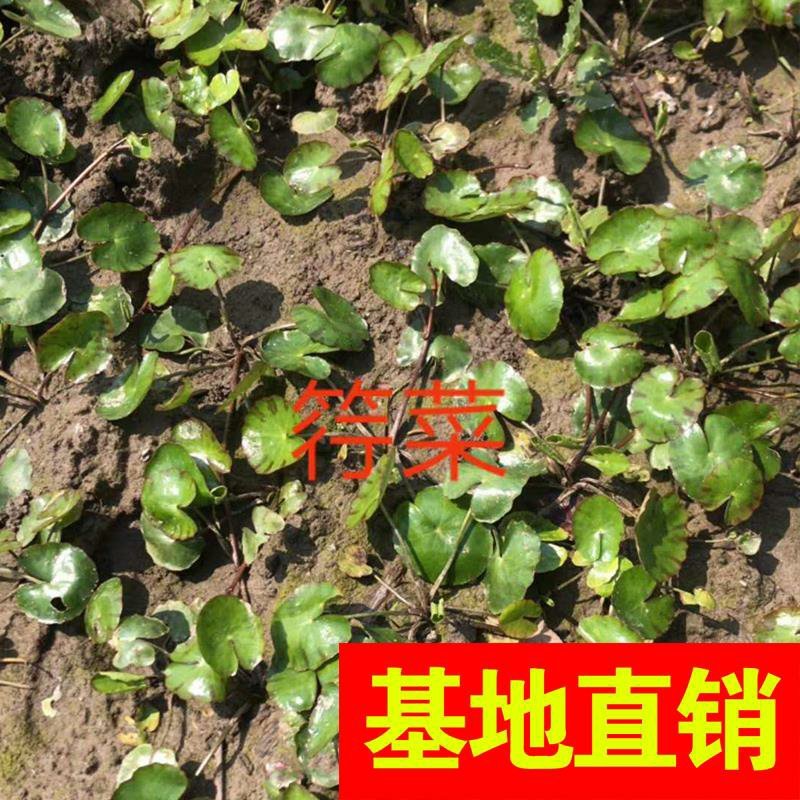 金叶苔草。。。。。。。。。。。。。。。。