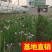 金叶苔草。。。。。。。。。。。。。。。。
