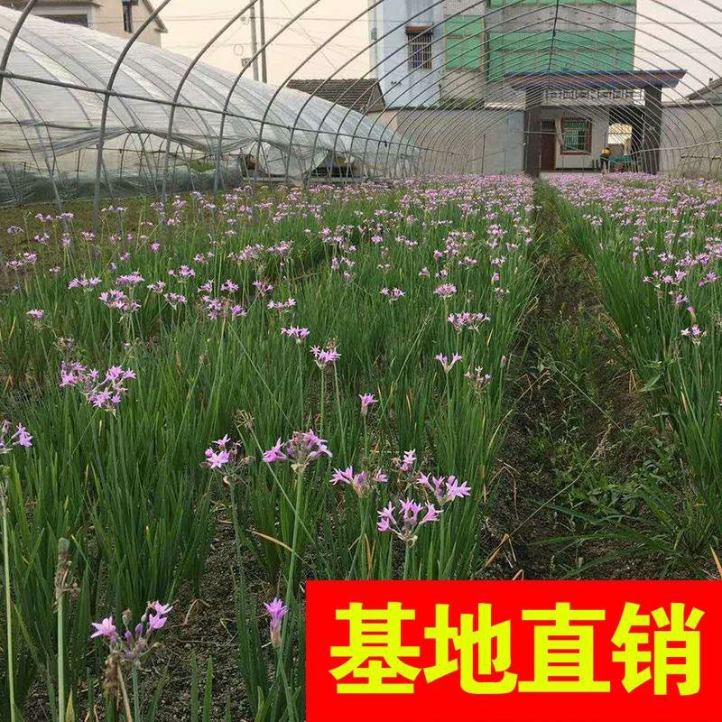 金叶苔草。。。。。。。。。。。。。。。。