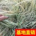 金叶苔草。。。。。。。。。。。。。。。。