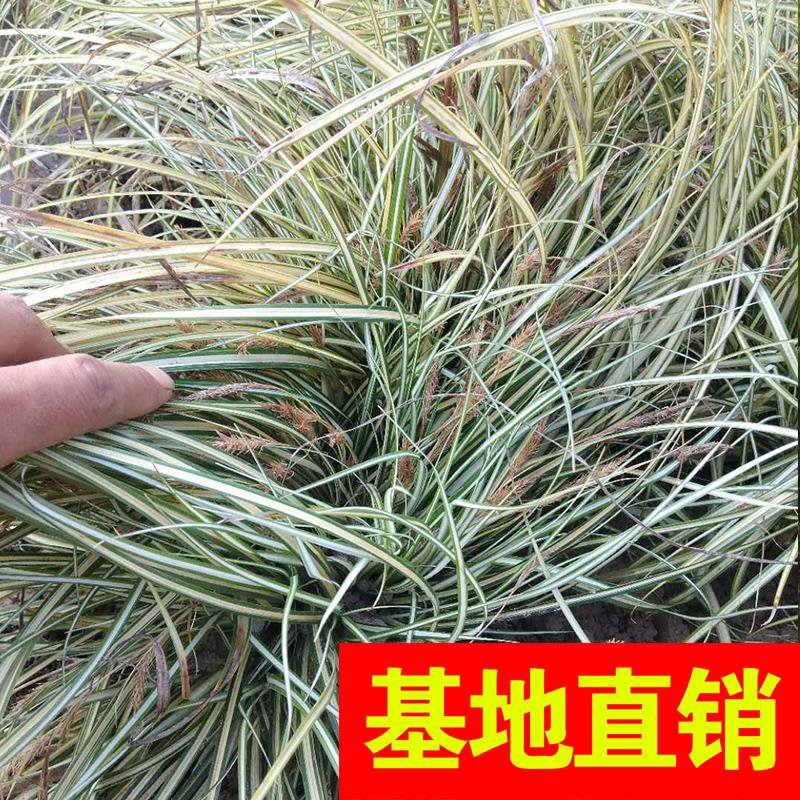 金叶苔草。。。。。。。。。。。。。。。。
