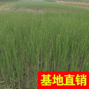 香蒲，基地大量供应，农户价！农户价（数量足，价格优.质量
