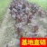 香蒲，基地大量供应，农户价！农户价（数量足，价格优.质量