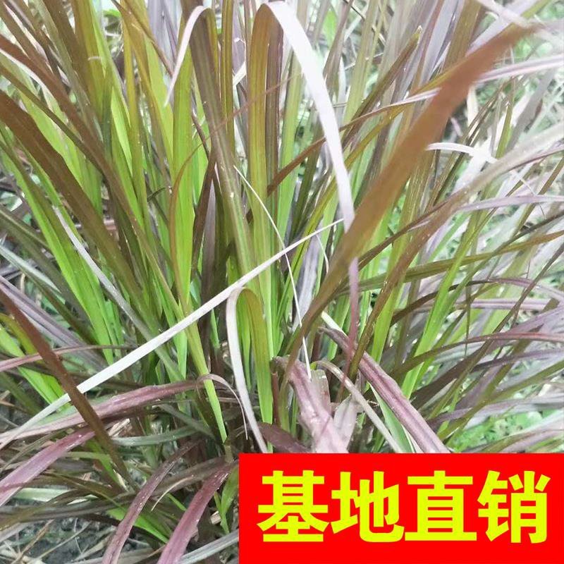 香蒲，基地大量供应，农户价！农户价（数量足，价格优.质量