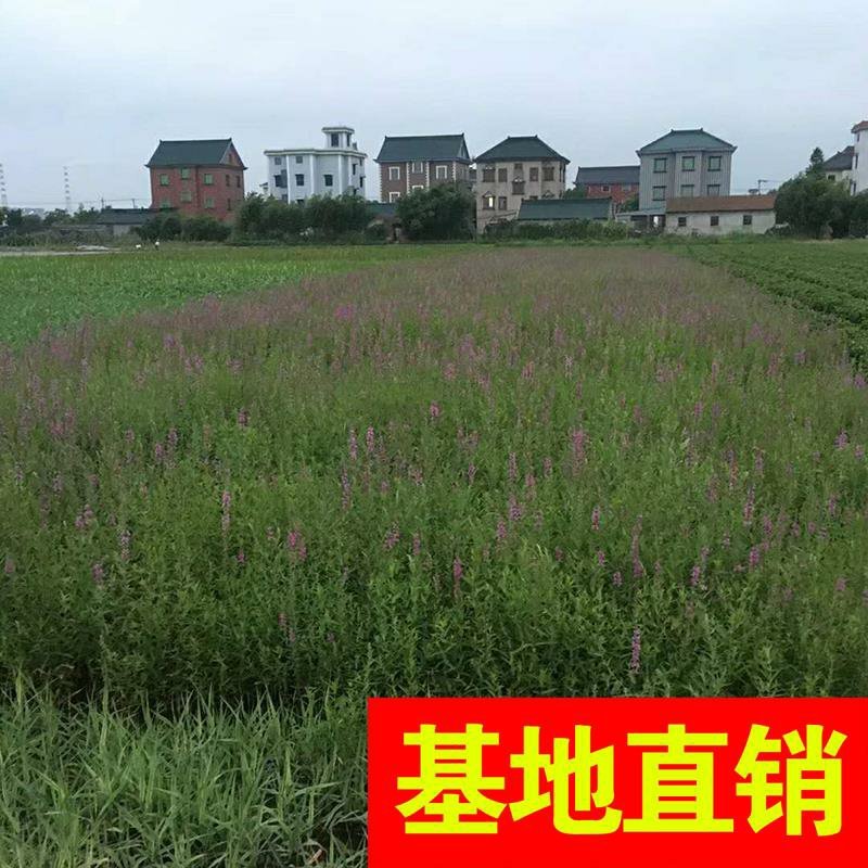 香蒲，基地大量供应，农户价！农户价（数量足，价格优.质量
