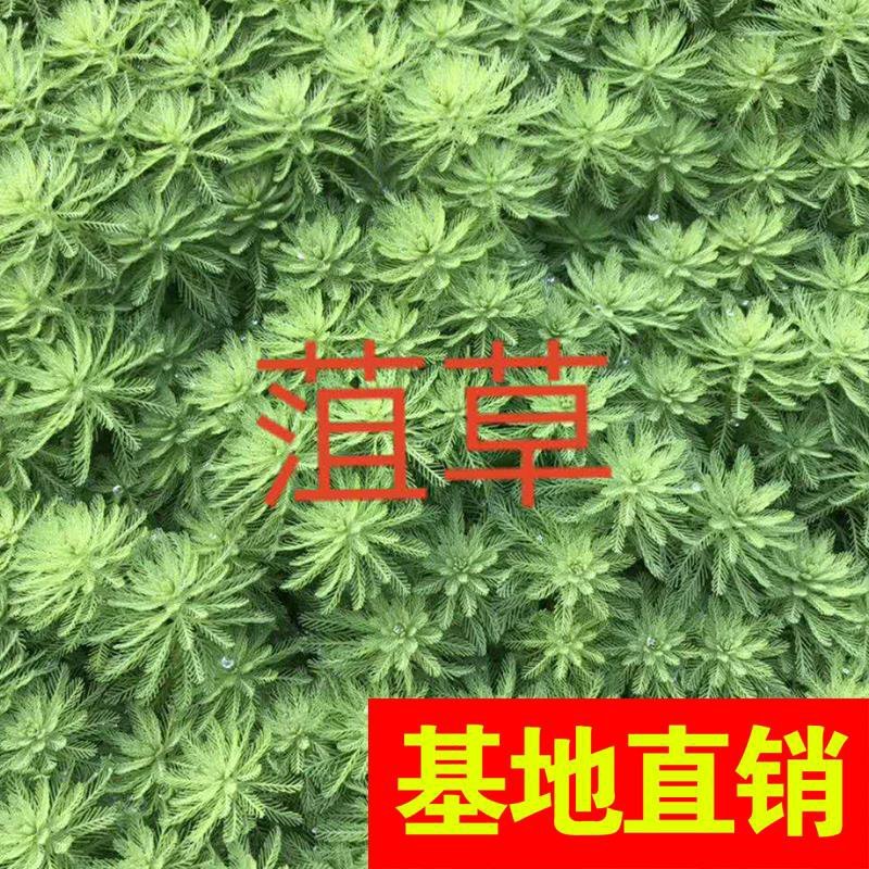 香蒲，基地大量供应，农户价！农户价（数量足，价格优.质量