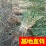 香蒲，基地大量供应，农户价！农户价（数量足，价格优.质量