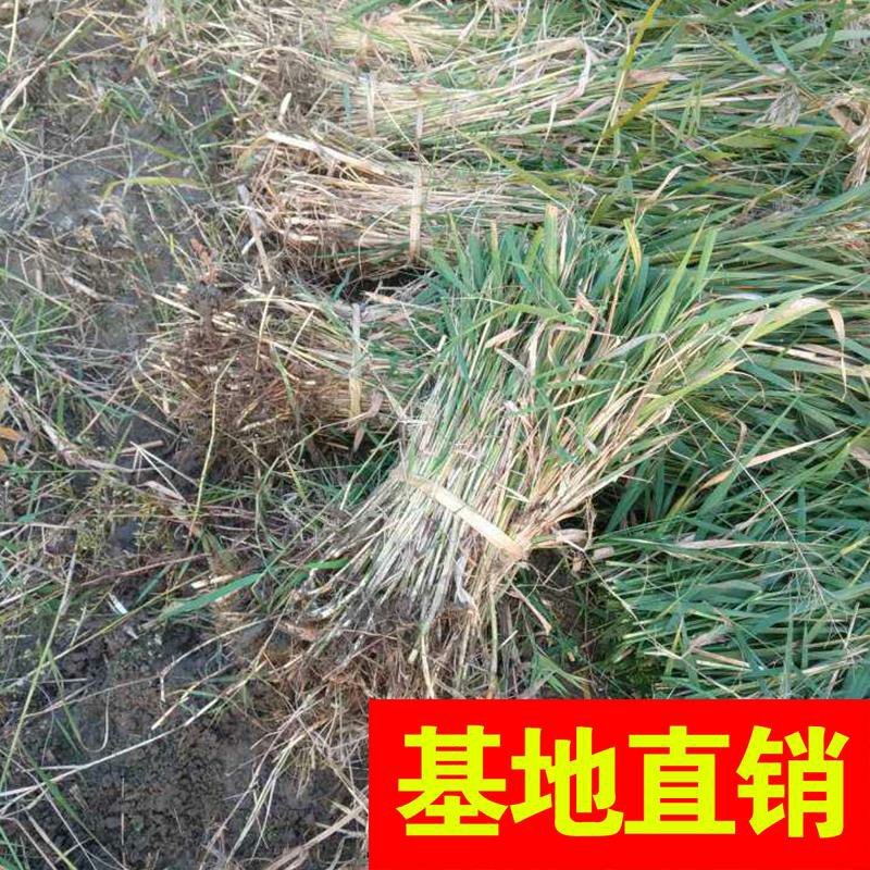 香蒲，基地大量供应，农户价！农户价（数量足，价格优.质量