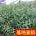 香蒲，基地大量供应，农户价！农户价（数量足，价格优.质量