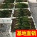 香蒲，基地大量供应，农户价！农户价（数量足，价格优.质量