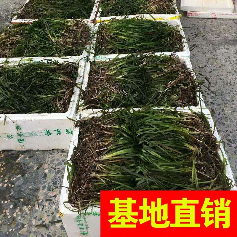 香蒲，基地大量供应，农户价！农户价（数量足，价格优.质量