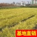 香蒲，基地大量供应，农户价！农户价（数量足，价格优.质量