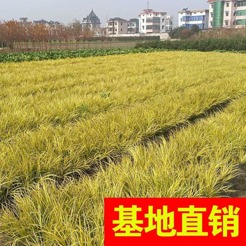 香蒲，基地大量供应，农户价！农户价（数量足，价格优.质量