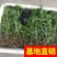 香蒲，基地大量供应，农户价！农户价（数量足，价格优.质量