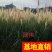 香蒲，基地大量供应，农户价！农户价（数量足，价格优.质量