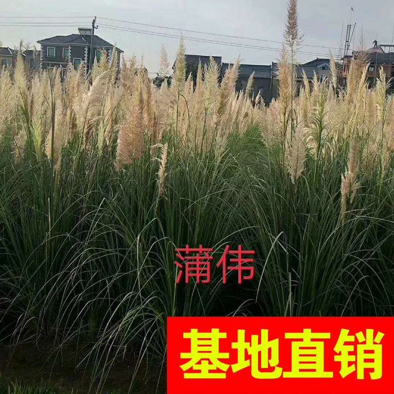 香蒲，基地大量供应，农户价！农户价（数量足，价格优.质量