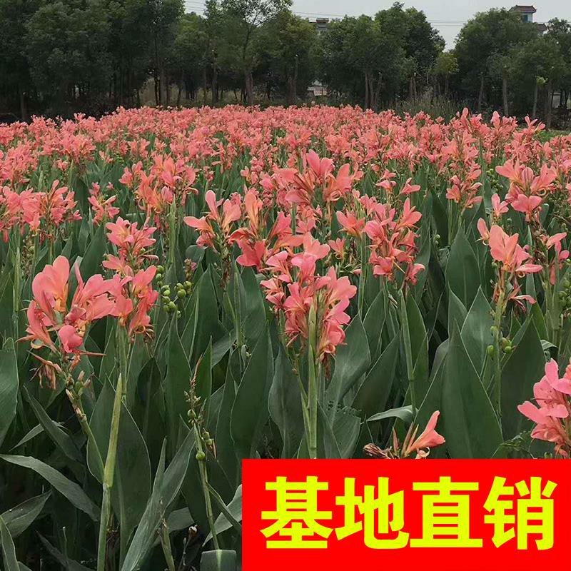 香蒲，基地大量供应，农户价！农户价（数量足，价格优.质量