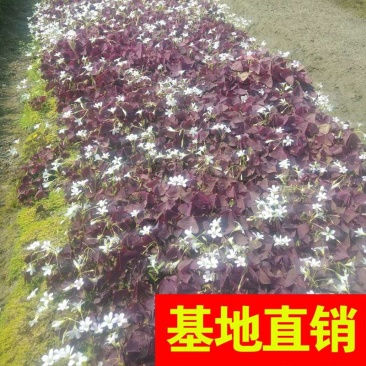 紫叶酢酱草！农户价（数量足，价格优.质量好）欢迎各位老板