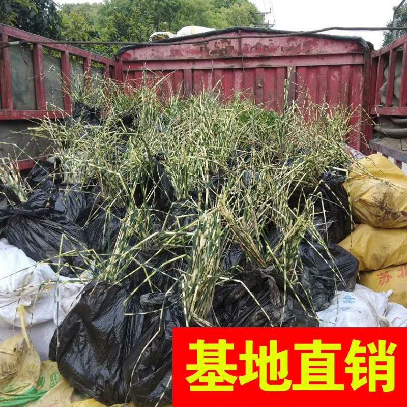 紫叶酢酱草！农户价（数量足，价格优.质量好）欢迎各位老板