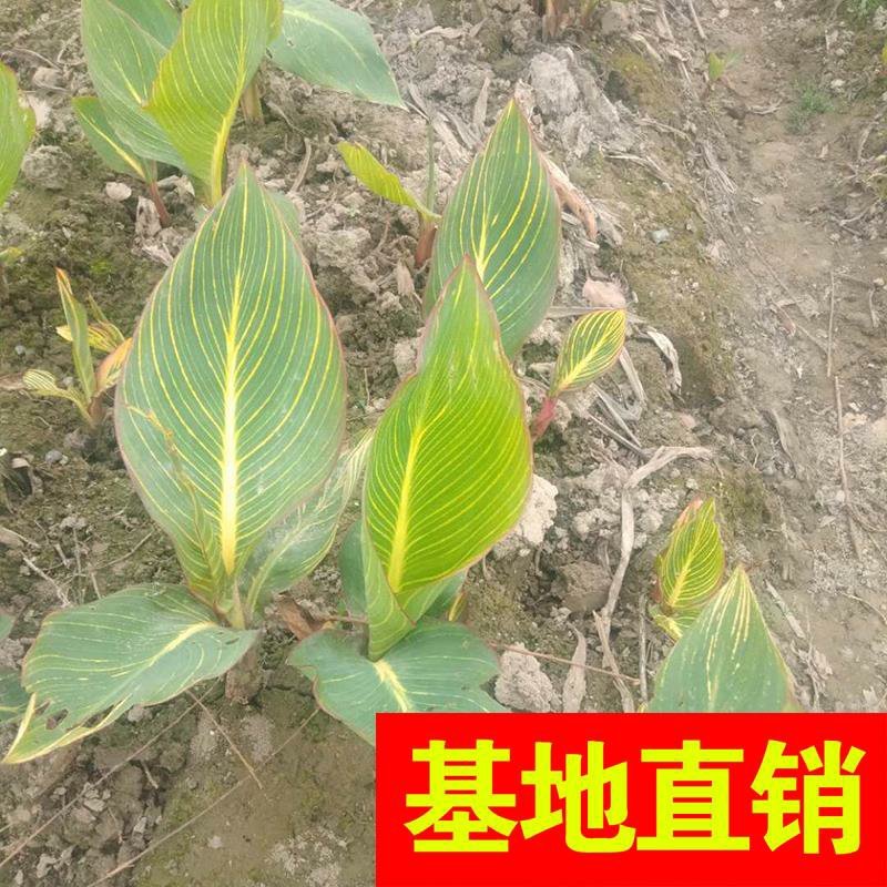 紫芋！农户价（数量足，价格优.质量好）欢迎各位老板采购