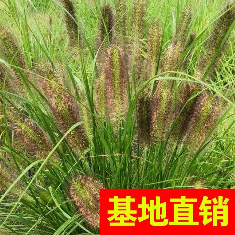 紫芋！农户价（数量足，价格优.质量好）欢迎各位老板采购