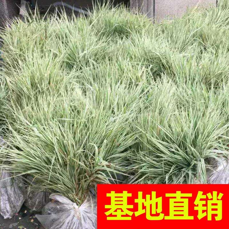 梭鱼草！农户价（数量足，价格优.质量好）欢迎各位老板采购