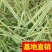 梭鱼草！农户价（数量足，价格优.质量好）欢迎各位老板采购
