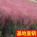 狼尾草！农户价（数量足，价格优.质量好）欢迎各位老板采购
