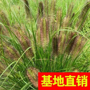 狼尾草！农户价（数量足，价格优.质量好）欢迎各位老板采购