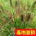 狼尾草！农户价（数量足，价格优.质量好）欢迎各位老板采购