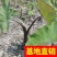 狼尾草！农户价（数量足，价格优.质量好）欢迎各位老板采购