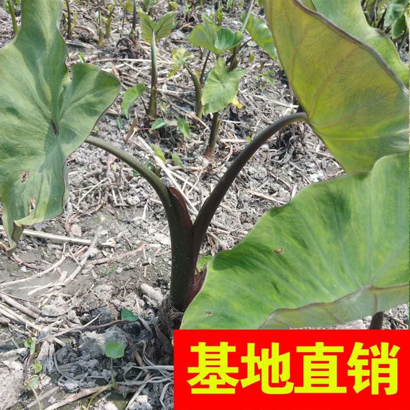 狼尾草！农户价（数量足，价格优.质量好）欢迎各位老板采购