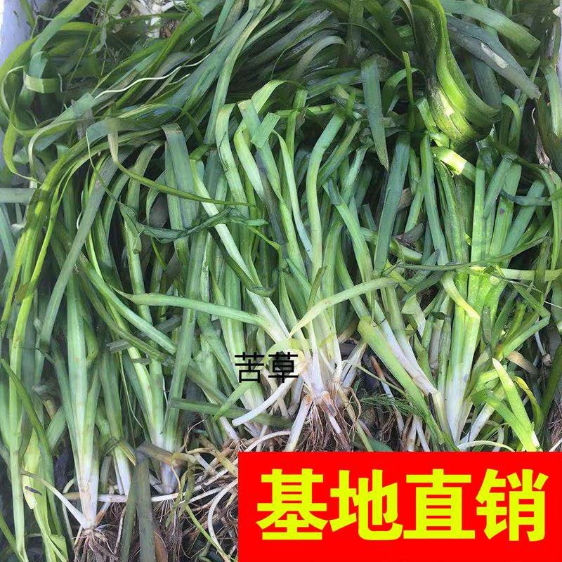 矮生苦草、高度30-40厘米。。。。。。。。