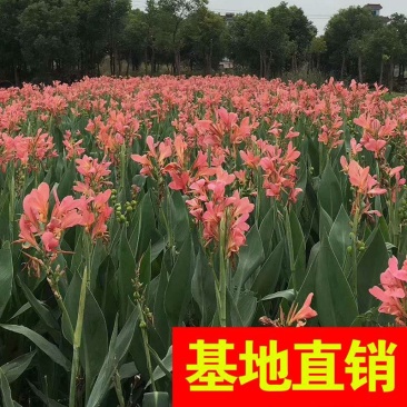 水生粉花美人蕉！农户价（数量足，价格优.质量好）欢迎各位