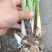 水生粉花美人蕉！农户价（数量足，价格优.质量好）欢迎各位