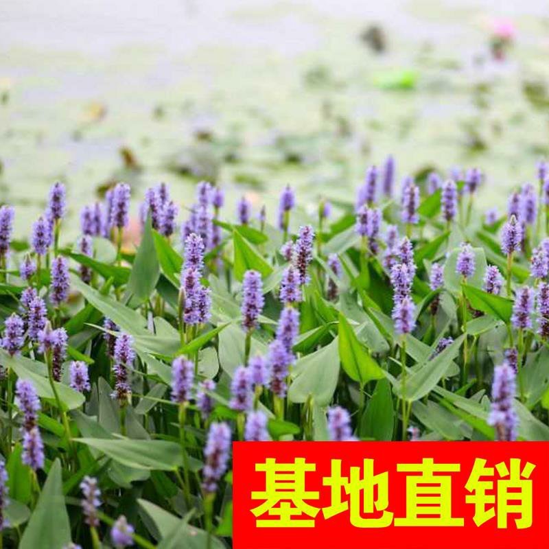 粉黛乱子草！农户价（数量足，价格优.质量好）欢迎各位老板