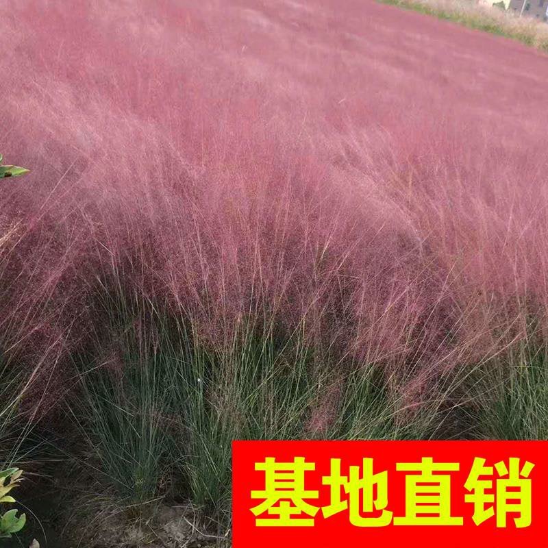 粉黛乱子草！农户价（数量足，价格优.质量好）欢迎各位老板