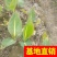 粉黛乱子草！农户价（数量足，价格优.质量好）欢迎各位老板