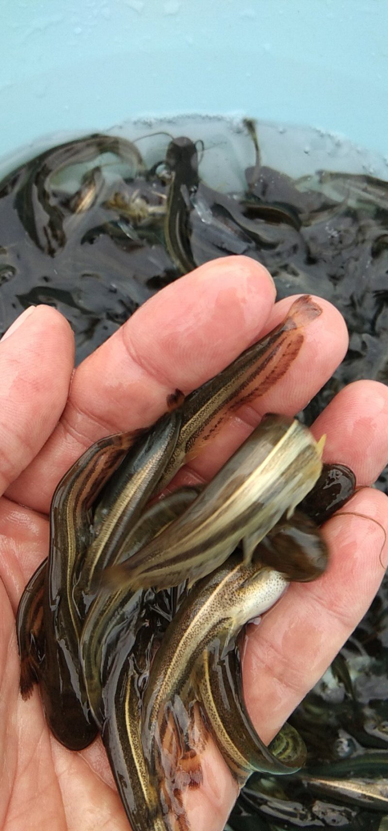 鲶鱼，正宗南方大口鲶，量大从优，欢迎来电咨询和参观考察
