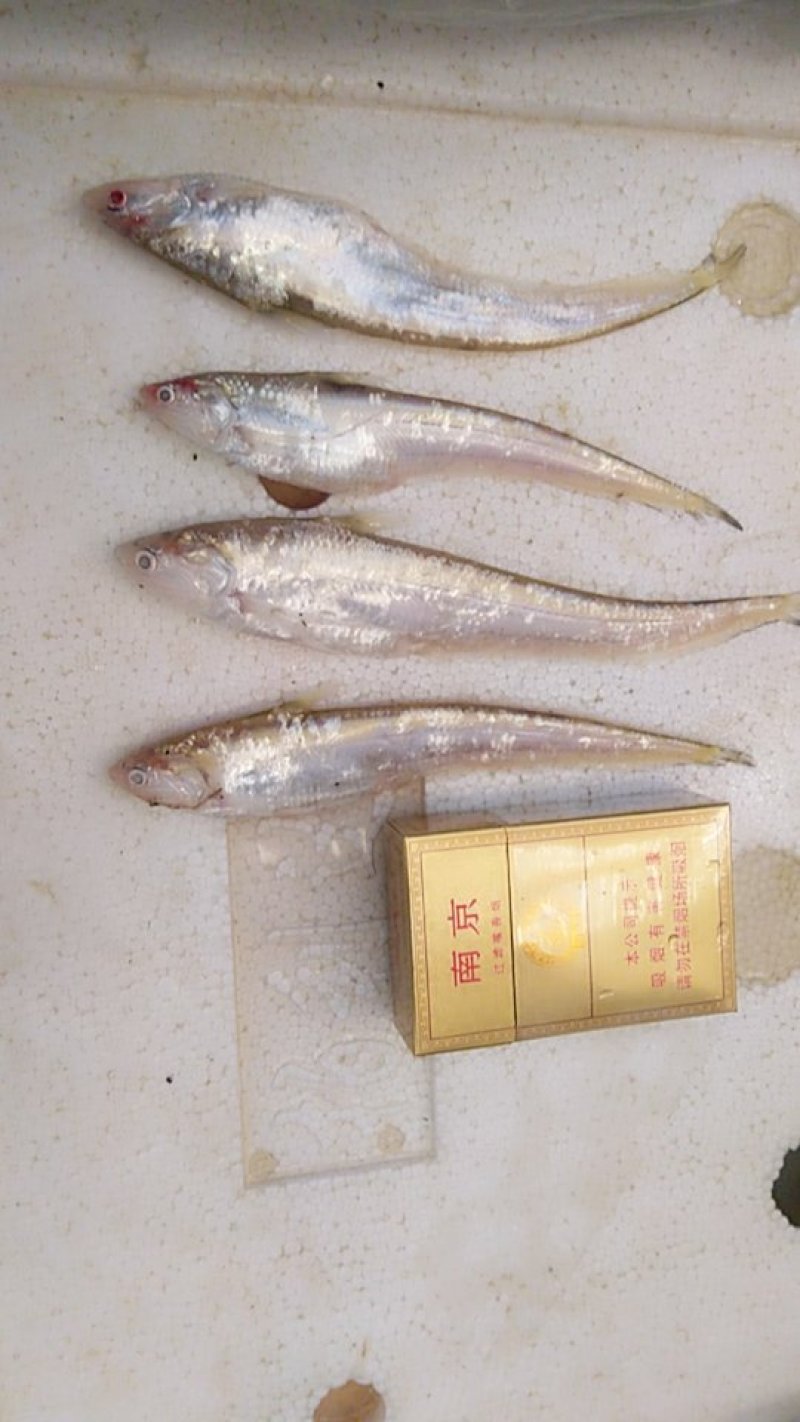 高邮湖毛刀鱼！13－20公分都有！上水就打冰！质量保证新