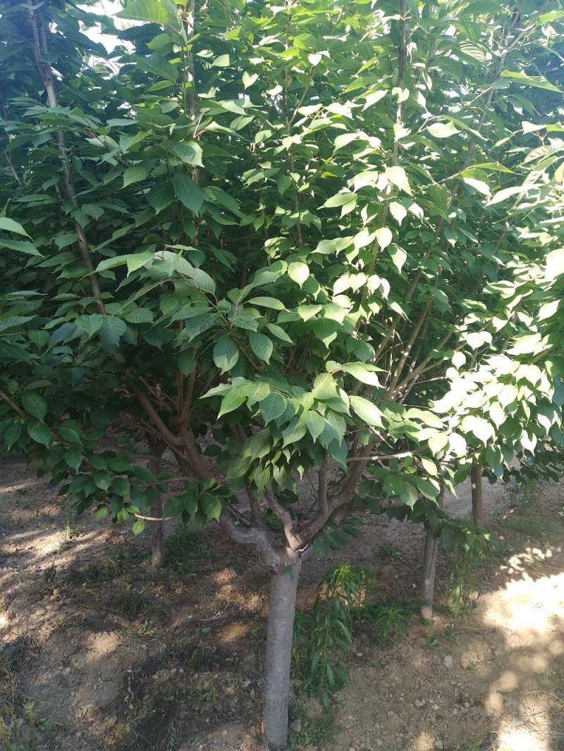 精品樱花树，1-18公分，树形优美，价格公道