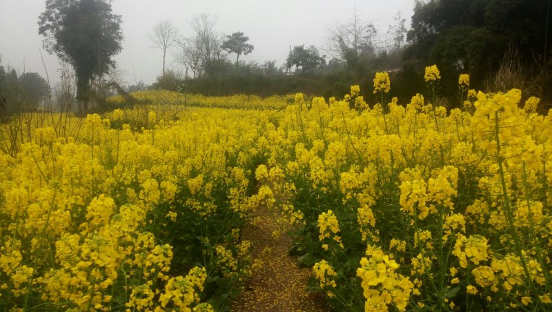 油菜籽