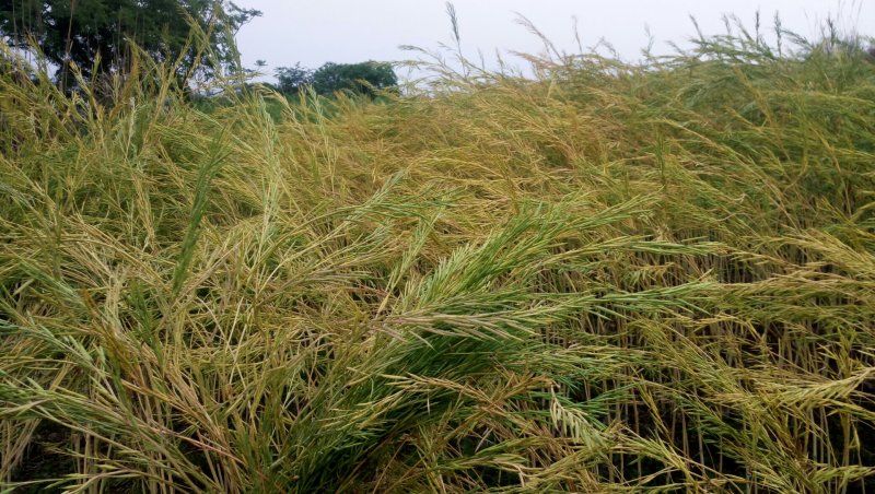 油菜籽