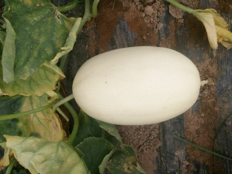 东方蜜1号甜瓜1.5斤以上皮薄肉多香甜可口一手货