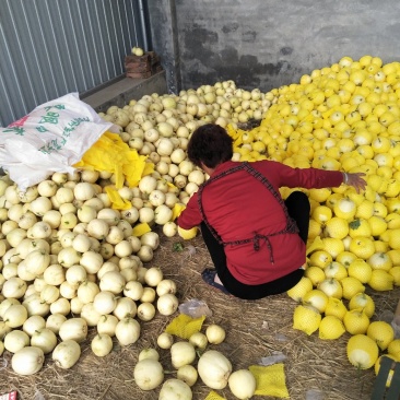 甜瓜二零金典博洋久欢迎新老客户前来选购