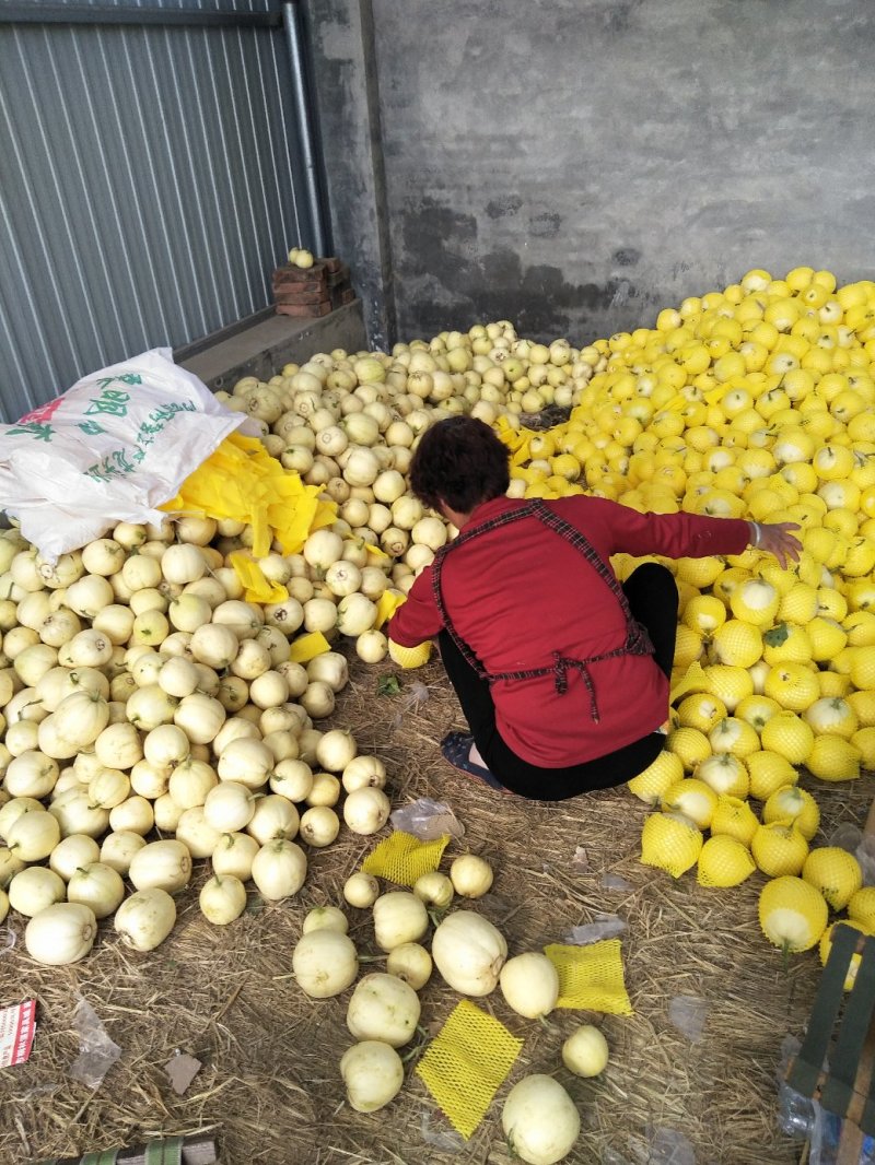 甜瓜二零金典博洋久欢迎新老客户前来选购