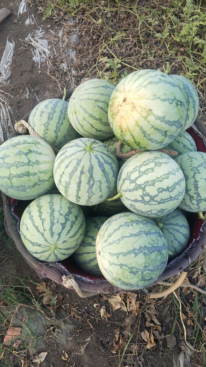 8424西瓜优质货源大量供货中诚信合作场地大