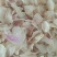 牡丹花茶